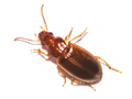 Bradycellus verbasci